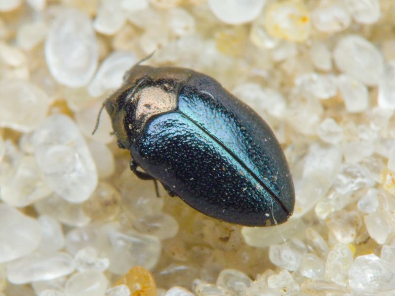 Trachys troglodytes troglodytes Gyllenhal in Schönherr, 1817